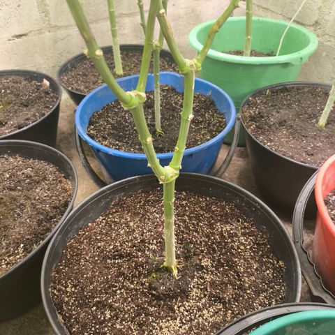 Catnabis  #02-2 growlog timeline photo