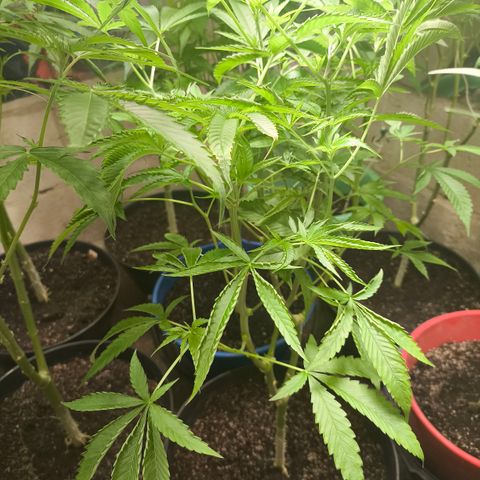 Catnabis  #02-2 growlog timeline photo