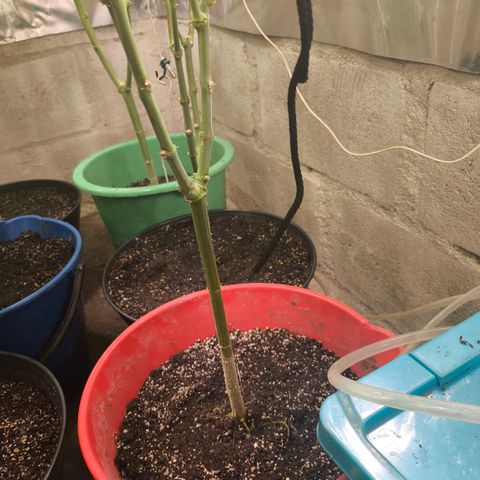 Catnabis  #03-4 growlog timeline photo