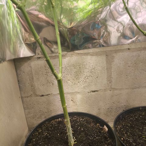 Catnabis  #04 growlog timeline photo