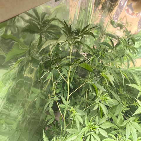 Catnabis  #04 growlog timeline photo