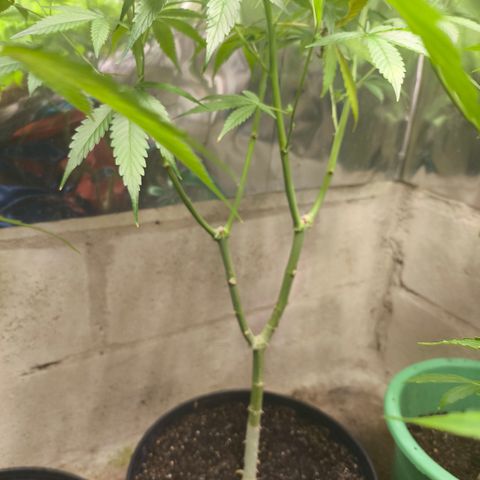 Catnabis  #05 growlog timeline photo