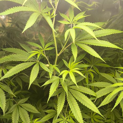 Catnabis  #05 growlog timeline photo
