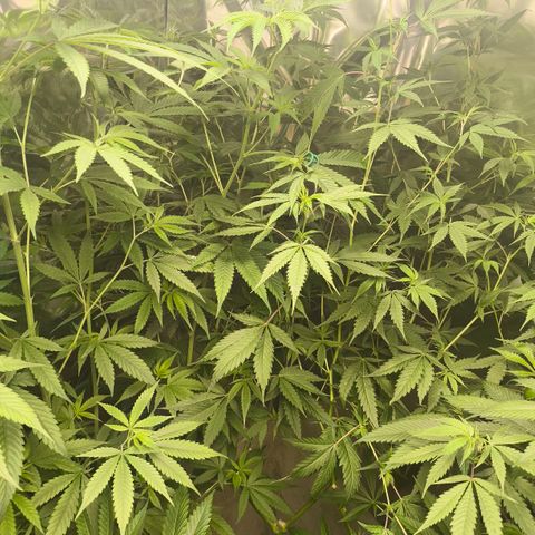 Catnabis  #06 growlog timeline photo