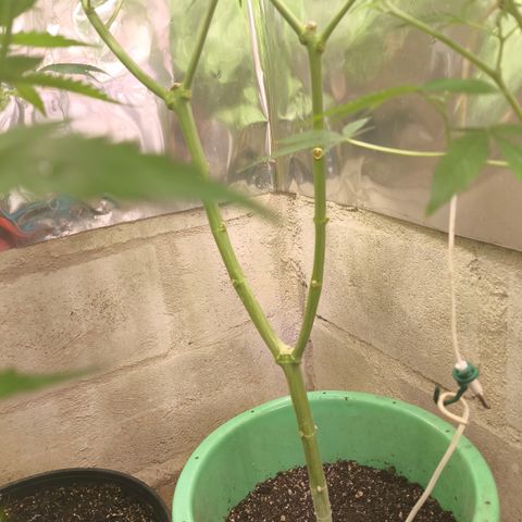 Catnabis  #06 growlog timeline photo