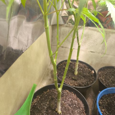 Catnabis  #07 growlog timeline photo