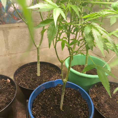 Catnabis  #08-3 growlog timeline photo