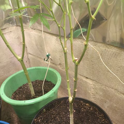 Catnabis  #09-1 growlog timeline photo