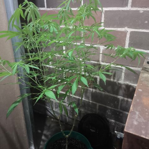 Catnabis  #01-5 growlog photo: Sacada de indor 