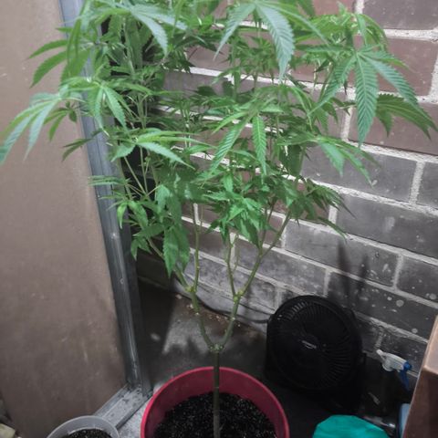 Catnabis  #03-4 growlog timeline photo