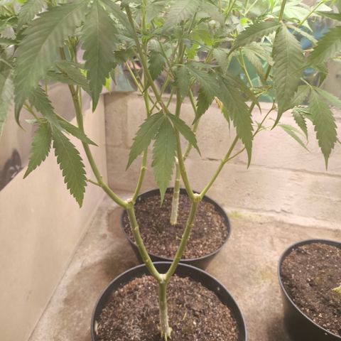 Catnabis  #07 growlog timeline photo