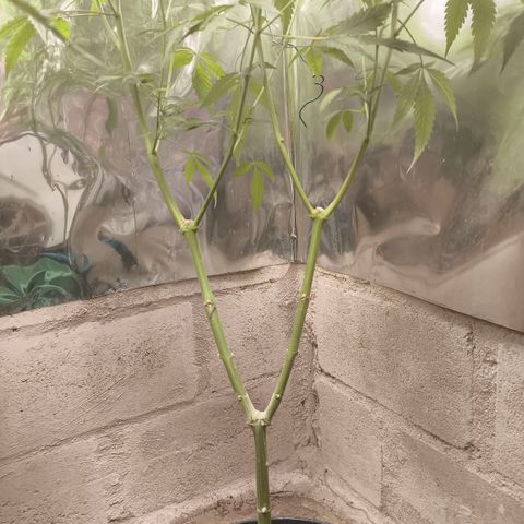 Catnabis  #04 growlog timeline photo