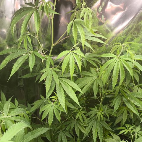 Catnabis  #05 growlog timeline photo