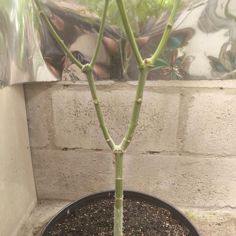 Catnabis  #05 growlog timeline photo