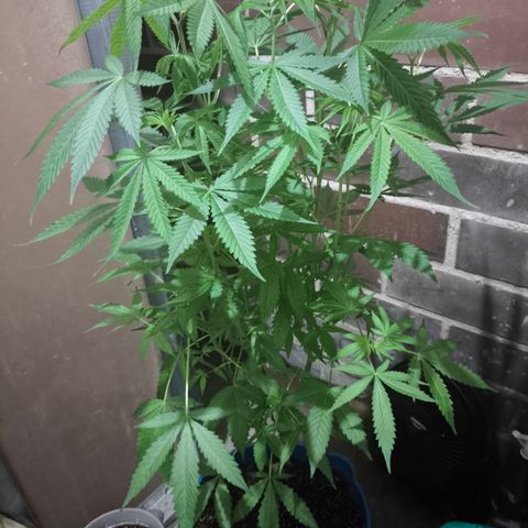Catnabis  #08-3 growlog timeline photo