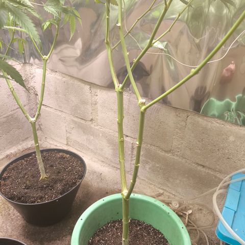 Catnabis  #06 growlog timeline photo