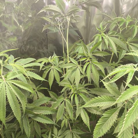Catnabis  #04 growlog timeline photo