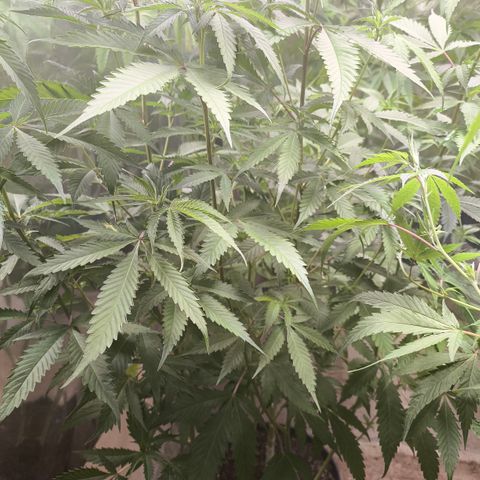 Catnabis  #07 growlog timeline photo