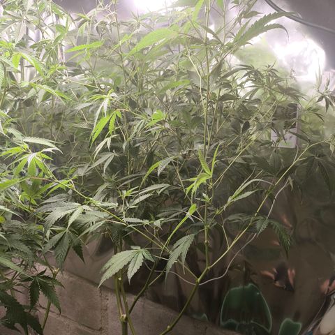 Catnabis  #06 growlog timeline photo