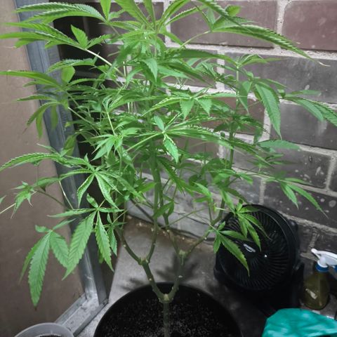 Catnabis  #02-2 growlog timeline photo