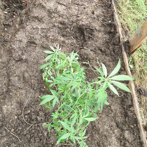 Catnabis  #09-1 growlog photo: Primera al fondo 