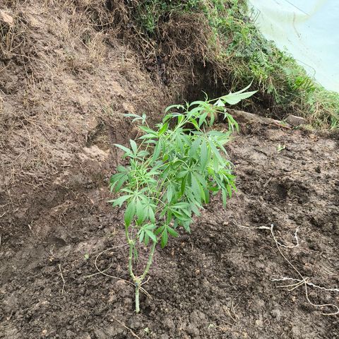 Catnabis  #09-1 growlog photo: Primera al fondo 