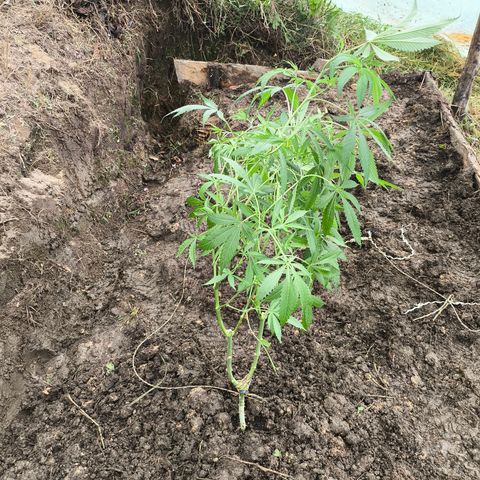 Catnabis  #09-1 growlog photo: Primera al fondo 
