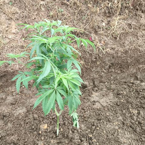 Catnabis  #03-4 growlog photo: Segunda desde el fondo 
