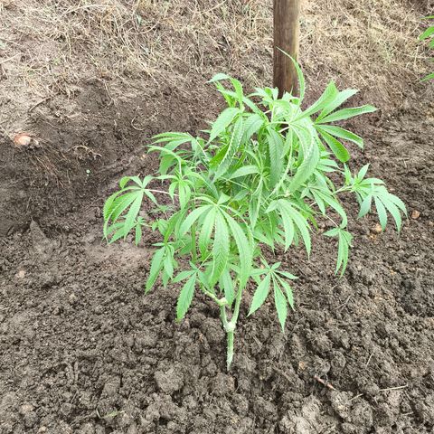Catnabis  #02-2 growlog timeline photo