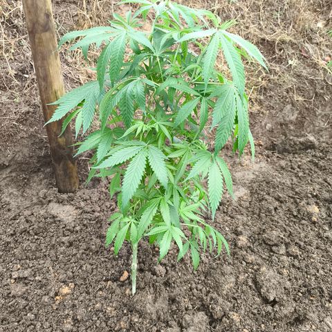 Catnabis  #08-3 growlog timeline photo