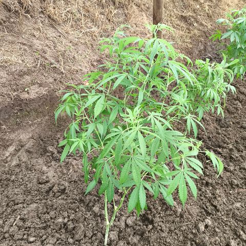 Catnabis  #01-5 growlog timeline photo