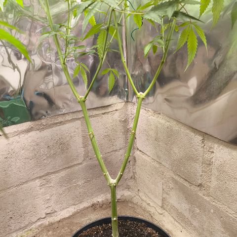 Catnabis  #04 growlog timeline photo
