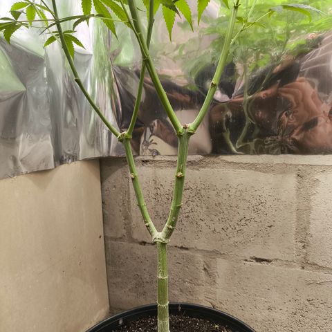 Catnabis  #05 growlog timeline photo