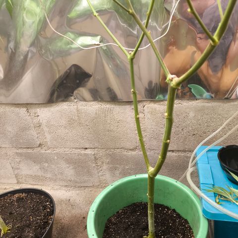 Catnabis  #06 growlog timeline photo
