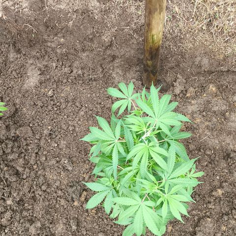 Catnabis  #08-3 growlog photo: La del medio 
