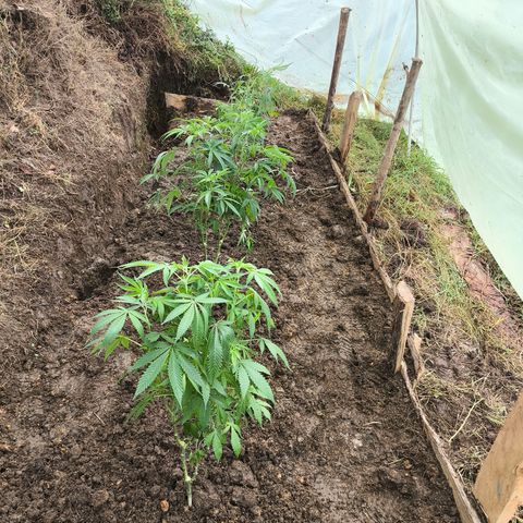 Catnabis  #08-3 growlog photo: La del medio 