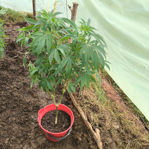Catnabis  #03-4 growlog photo: Segunda desde el fondo 