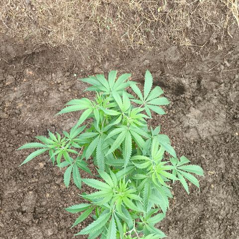 Catnabis  #03-4 growlog photo: Segunda desde el fondo 