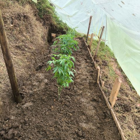 Catnabis  #08-3 growlog photo: La del medio 