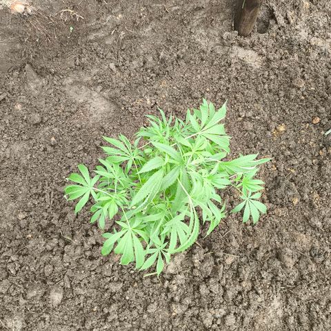 Catnabis  #02-2 growlog photo: La más peque de 4ta