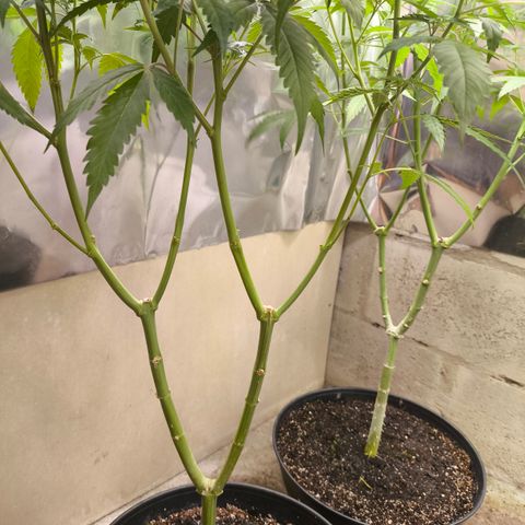 Catnabis  #07 growlog timeline photo