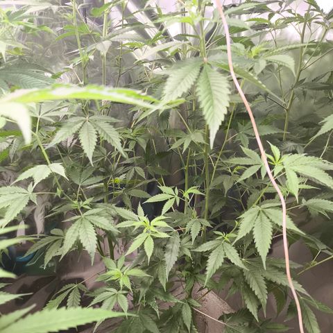 Catnabis  #04 growlog timeline photo