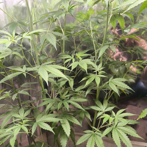 Catnabis  #05 growlog timeline photo