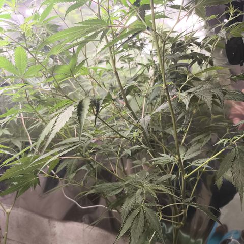 Catnabis  #06 growlog timeline photo