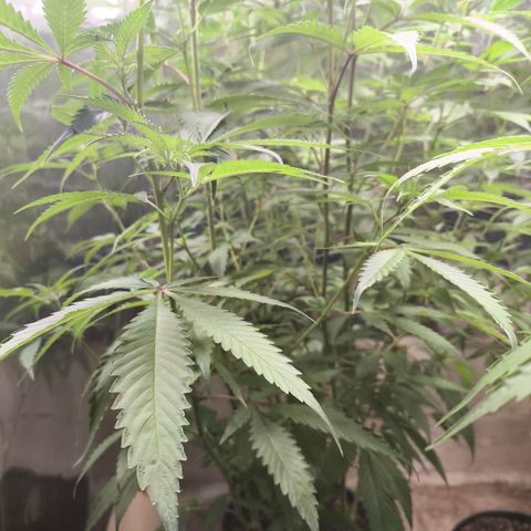 Catnabis  #07 growlog timeline photo