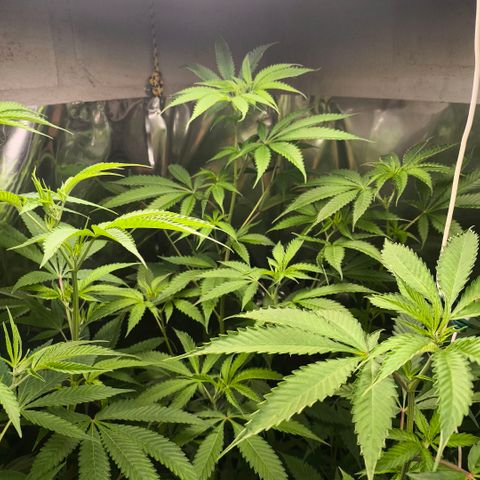 Catnabis  #04 growlog timeline photo