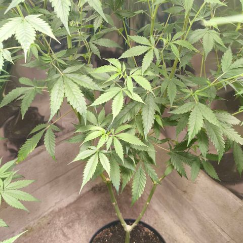 Catnabis  #04 growlog timeline photo
