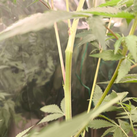Catnabis  #04 growlog photo: LST