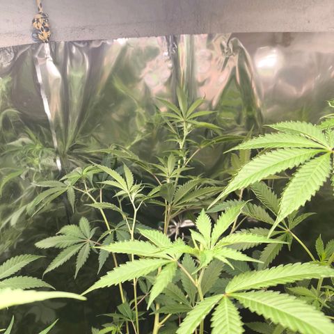 Catnabis  #04 growlog timeline photo