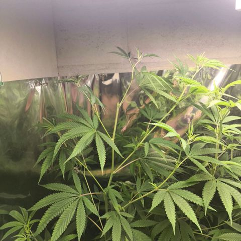 Catnabis  #05 growlog timeline photo